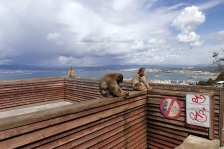 266 gibraltar affen